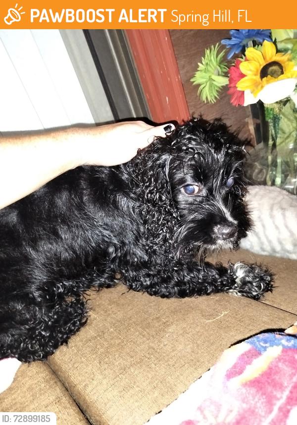 Found/Stray Female Dog last seen The Heather, Weeki Wachee, FL 34613, Spring Hill, FL 34613