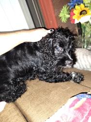 Found/Stray Female Dog last seen The Heather, Weeki Wachee, FL 34613, Spring Hill, FL 34613
