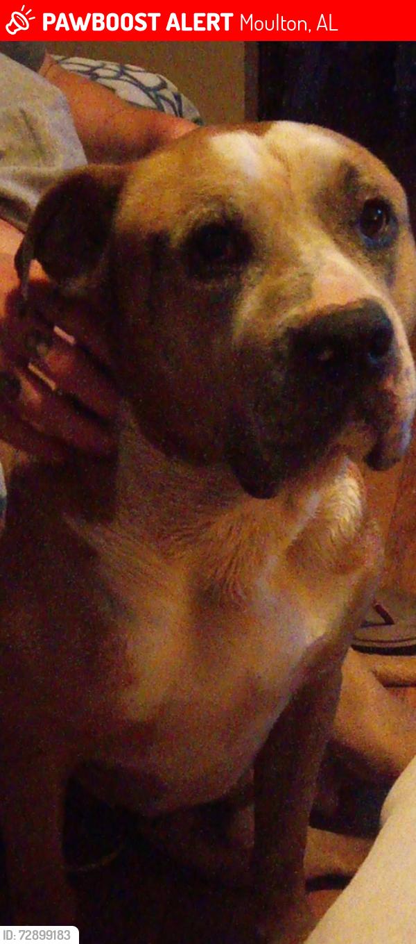 Lost Male Dog last seen Near county road 317 Moulton al, Moulton, AL 35650