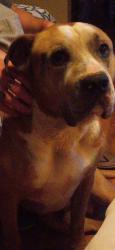Lost Male Dog last seen Near county road 317 Moulton al, Moulton, AL 35650