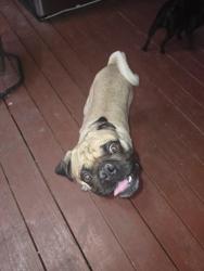 Found/Stray Male Dog last seen Bushes chicken converse, San Antonio, TX 78201