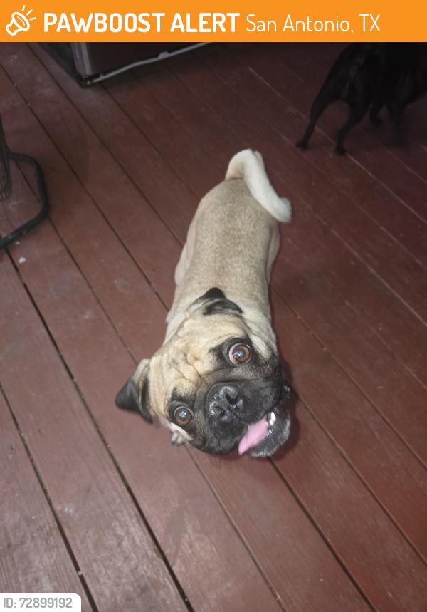 Found/Stray Male Dog last seen Bushes chicken converse, San Antonio, TX 78201