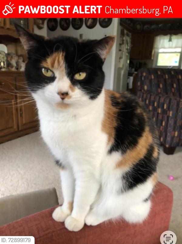 Lost Female Cat last seen Warm Spring Road and Hamilton School, Chambersburg, PA 17202