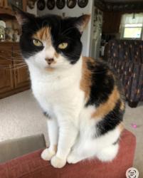 Lost Female Cat last seen Warm Spring Road and Hamilton School, Chambersburg, PA 17202