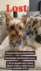 Reunited Female Dog last seen Stockdale and Renfro by the park and Del Rio Elementary School , Bakersfield, CA 93314