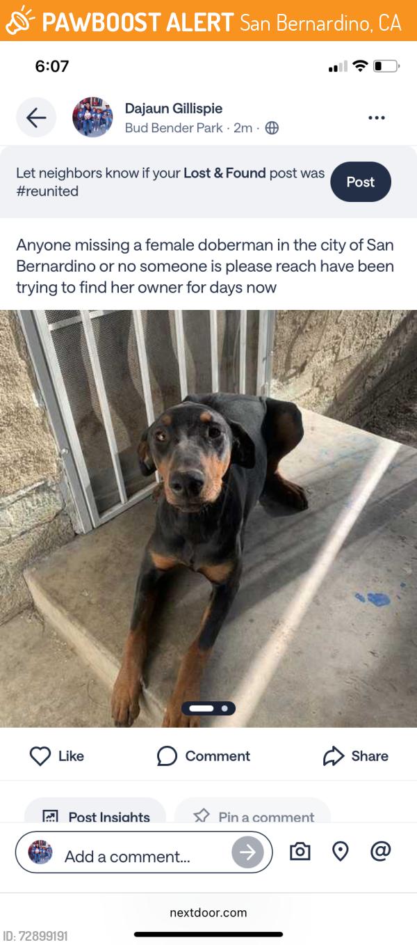 Found/Stray Female Dog last seen Mount Vernon, San Bernardino, CA 92401