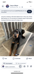 Found/Stray Female Dog last seen Mount Vernon, San Bernardino, CA 92401