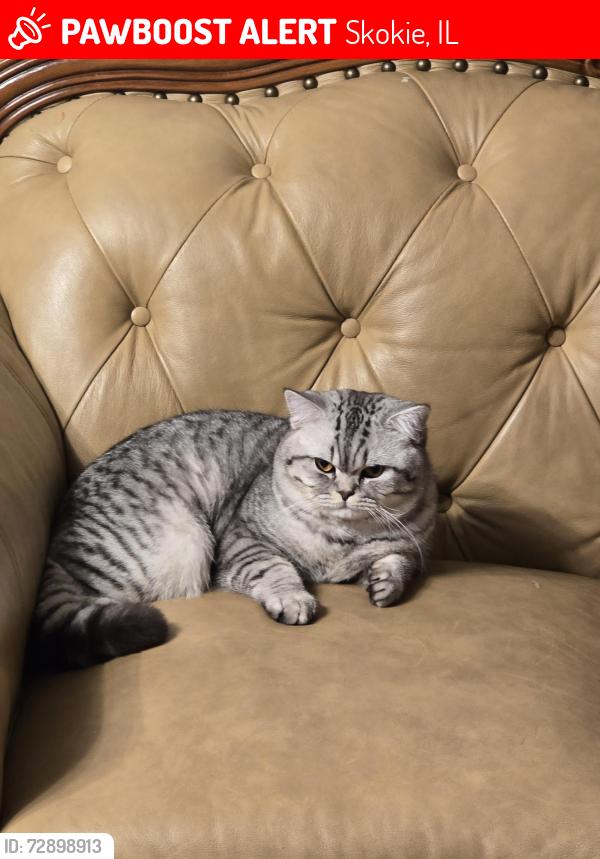 Lost Male Cat last seen Fargo and crofd Ave , Skokie, IL 60076