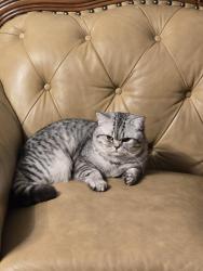 Lost Male Cat last seen Fargo and crofd Ave , Skokie, IL 60076