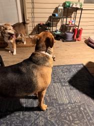 Found/Stray Male Dog last seen General booth , Virginia Beach, VA 23454