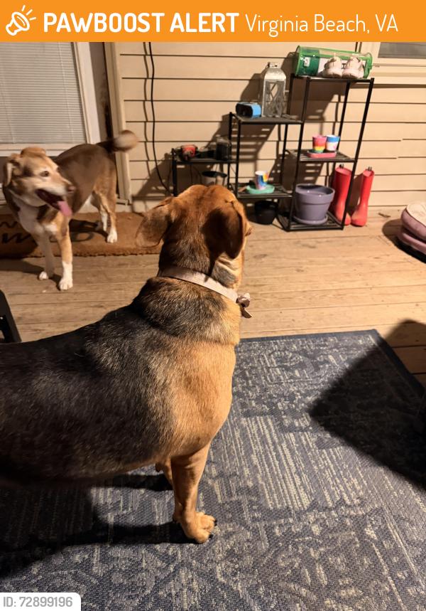 Found/Stray Male Dog last seen General booth , Virginia Beach, VA 23454