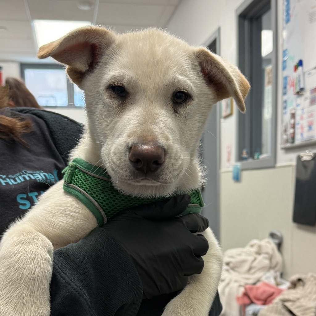 Shelter Stray Female Dog last seen Near Winona Avenue, San Diego, CA, 92105, San Diego, CA 92110