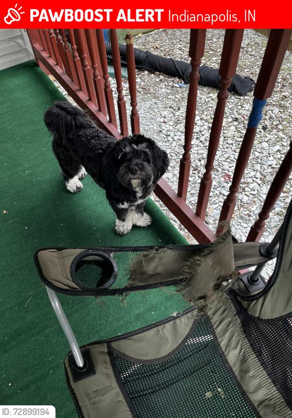 Lost Male Dog last seen wood stream dr , Indianapolis, IN 46239