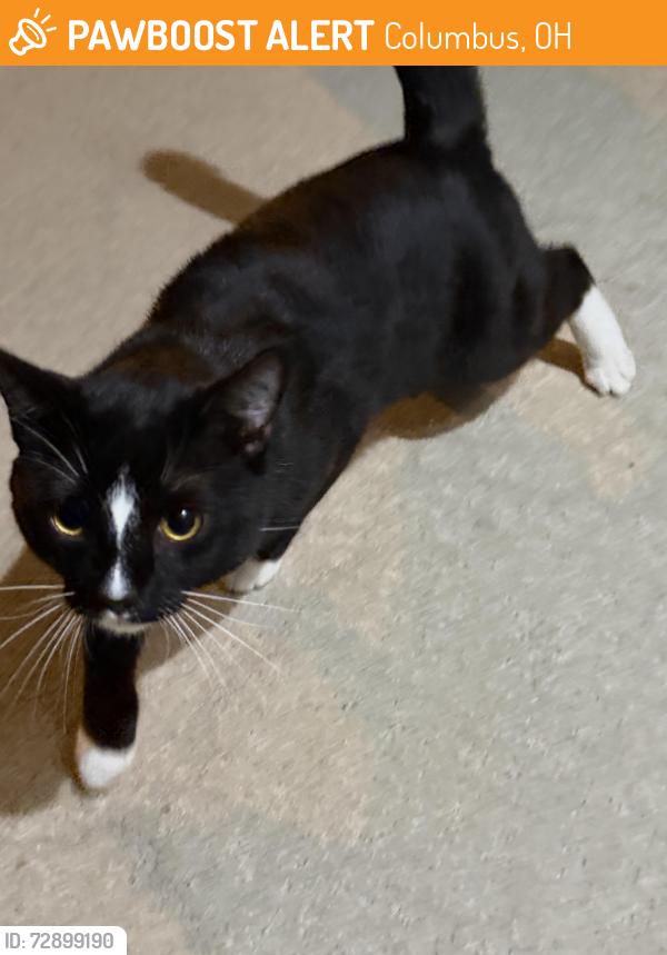 Found/Stray Unknown Cat last seen Kenny and fifth, Columbus, OH 43212