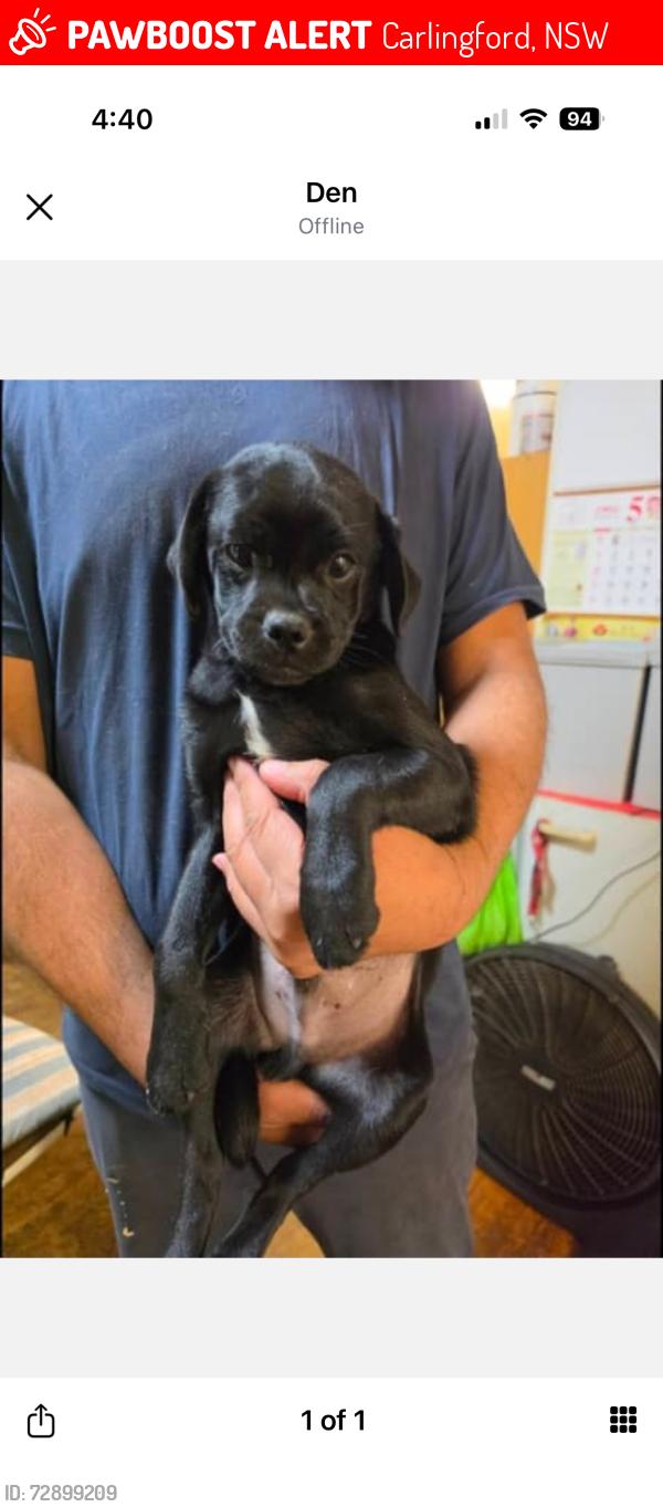Lost Male Dog last seen Donald st, Carlingford, NSW 2118