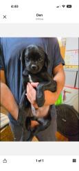 Lost Male Dog last seen Donald st, Carlingford, NSW 2118