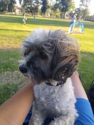 Found/Stray Male Dog last seen Dracaea Avenue , Moreno Valley, CA 92551