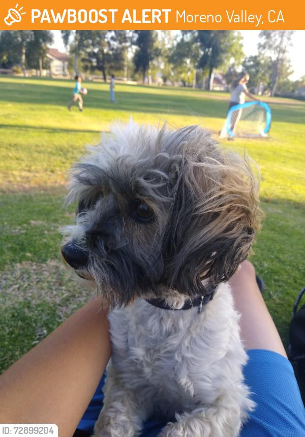Found/Stray Male Dog last seen Dracaea Avenue , Moreno Valley, CA 92551