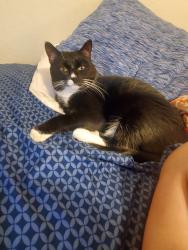 Lost Female Cat last seen Bella Vista/Hunt Hwy, San Tan Valley, AZ 85143