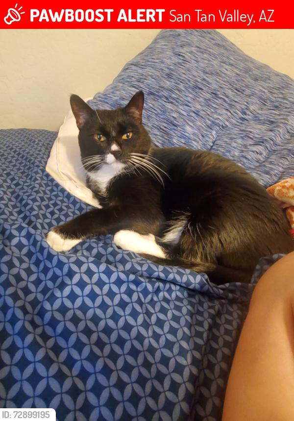 Lost Female Cat last seen Bella Vista/Hunt Hwy, San Tan Valley, AZ 85143