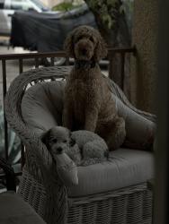 Lost Male Dog last seen Silverado Ranch 623 Corona run ave, Las Vegas, NV 89123