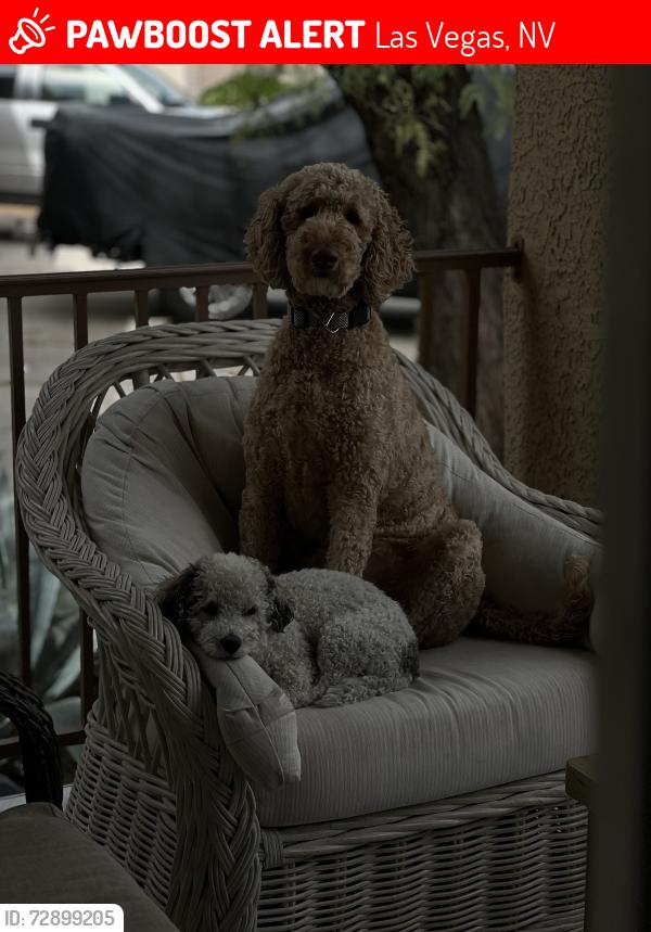 Lost Male Dog last seen Silverado Ranch 623 Corona run ave, Las Vegas, NV 89123