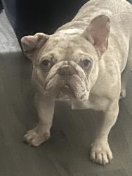 Lost Female Dog last seen Fieldcrest, Fayetteville, NC 28303