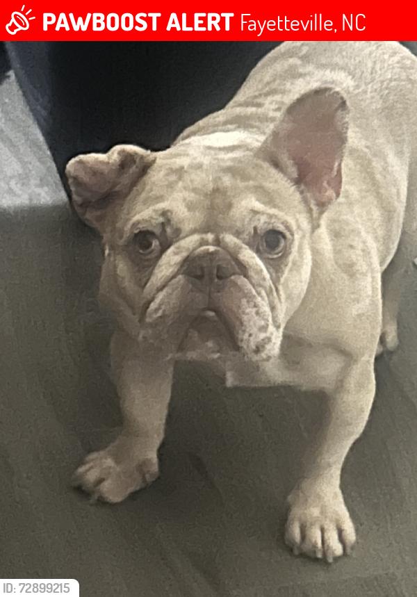 Lost Female Dog last seen Fieldcrest, Fayetteville, NC 28303
