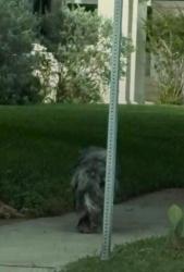 Found/Stray Unknown Dog last seen Under the overpass at 30 and Forest Park, Fort Worth, TX 76102