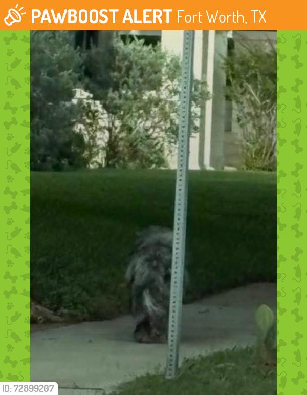 Found/Stray Unknown Dog last seen Under the overpass at 30 and Forest Park, Fort Worth, TX 76102