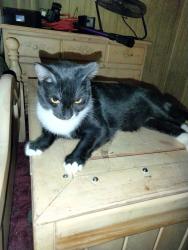 Lost Female Cat last seen Sir Jeffery St  /  Regency Village, Sunrise Manor, NV 89110