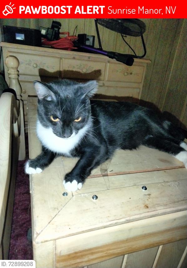 Lost Female Cat last seen Sir Jeffery St  /  Regency Village, Sunrise Manor, NV 89110