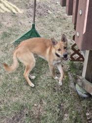 Found/Stray Male Dog last seen Muldoon/ 36th , Anchorage, AK 99504