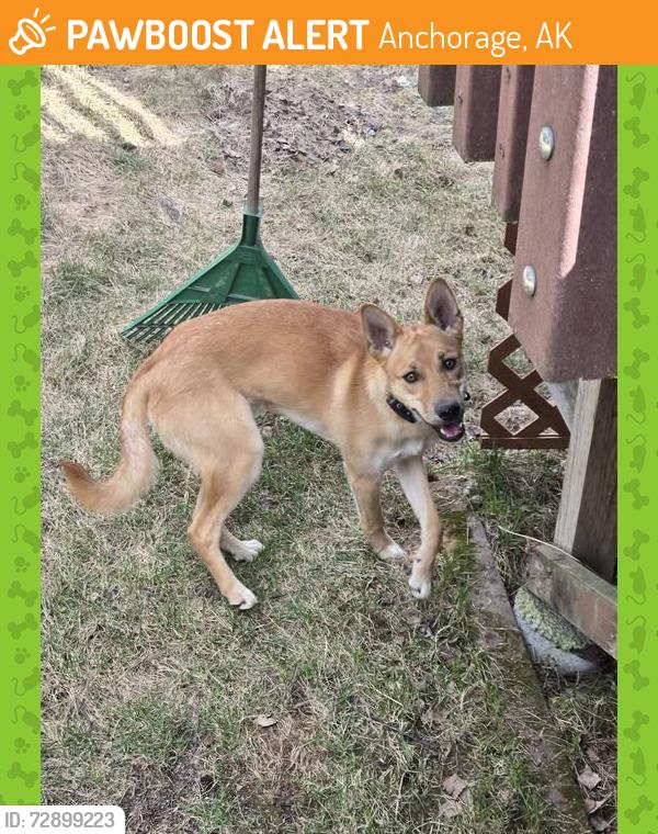 Found/Stray Male Dog last seen Muldoon/ 36th , Anchorage, AK 99504