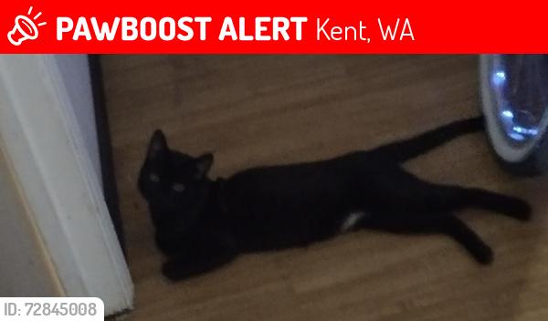 Lost Male Cat last seen Near pacific highway s, Kent, WA 98032