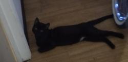Lost Male Cat last seen Near pacific highway s, Kent, WA 98032