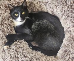 Reunited Male Cat last seen Near harps crossing church on hwy 92, Fayetteville, GA 30214