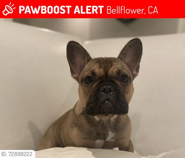 Lost Female Dog last seen Liblen x mandale, Bellflower, CA 90706