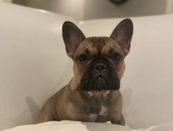 Lost Female Dog last seen Liblen x mandale, Bellflower, CA 90706