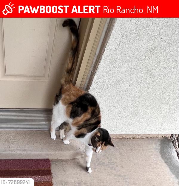 Lost Female Cat last seen enchanted hills, Rio Rancho, NM 87144