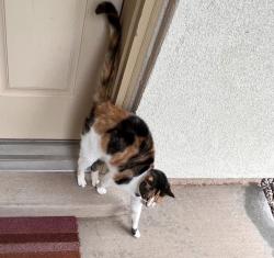 Lost Female Cat last seen enchanted hills, Rio Rancho, NM 87144