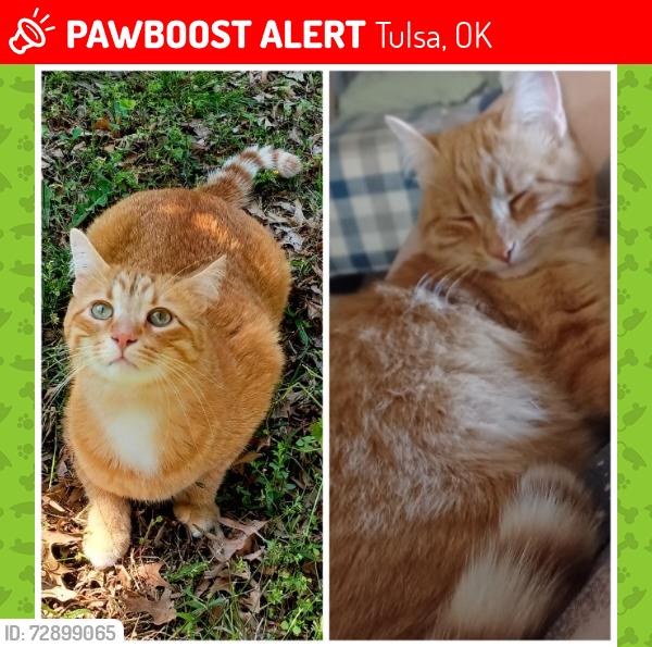 Lost Male Cat last seen 63rd and Garnett, Wedgewood IV, Tulsa, OK 74133