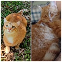 Lost Male Cat last seen 63rd and Garnett, Wedgewood IV, Tulsa, OK 74133