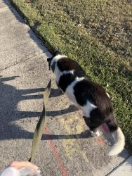 Found/Stray Unknown Dog last seen Chatsworth circle and est st, Stockton, CA 95209