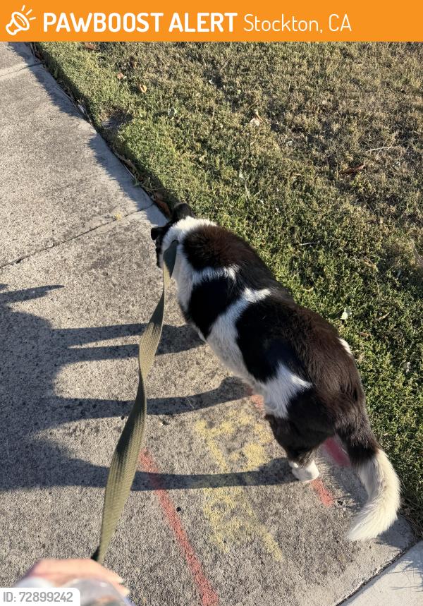 Found/Stray Unknown Dog last seen Chatsworth circle and est st, Stockton, CA 95209