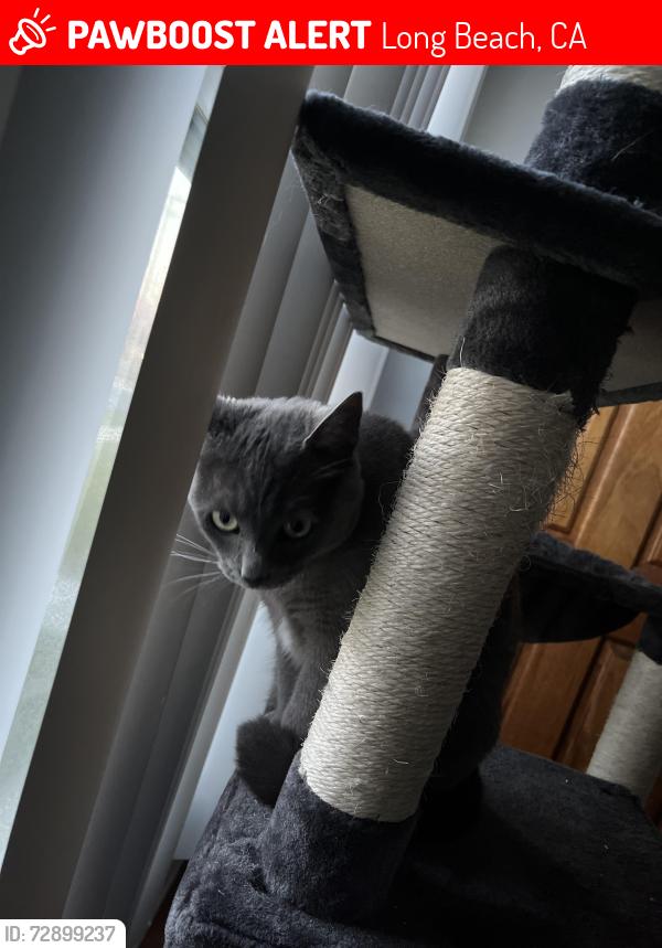 Lost Female Cat last seen 23rd and Granada Ave, Long Beach, CA 90815