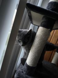 Lost Female Cat last seen 23rd and Granada Ave, Long Beach, CA 90815