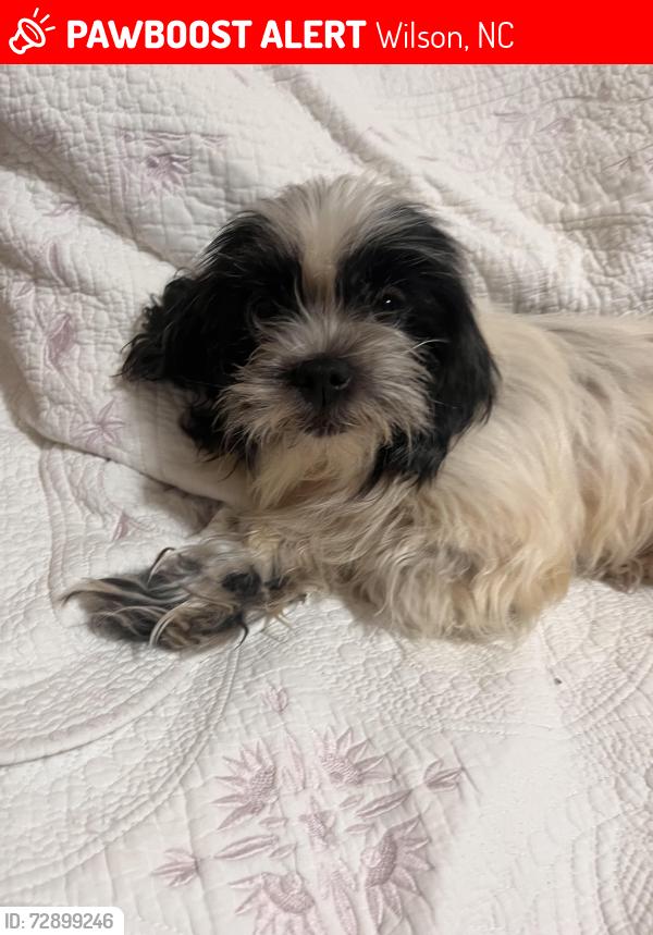 Lost Female Dog last seen Sims, Wilson, NC 27893