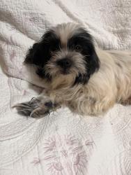 Lost Female Dog last seen Sims, Wilson, NC 27893