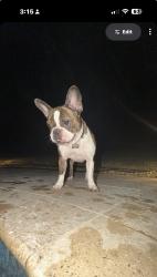 Reunited Female Dog last seen Dobys Bridge Road , Fort Mill, SC 29715